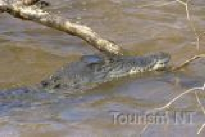 Krokodile ganz nah erleben-NT Tiere Croc 1.jpg